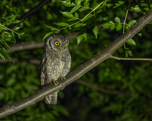 megascops choliba on a branch