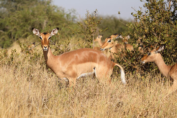 Schwarzfersenantilope / Impala / Aepyceros melampus