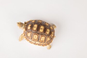In this isolated portrait, a little African spurred tortoise reveals the beauty of its unique...