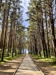 Obraz premium path in the woods