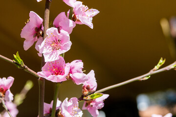 Fiori di pesca in primavera