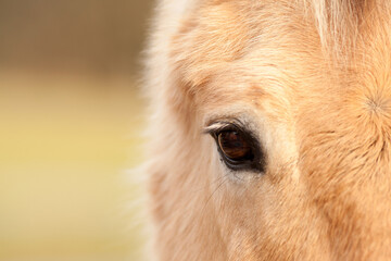 Pferde Auge Nahaufnahme. Blick in die Seele und Gefühle 