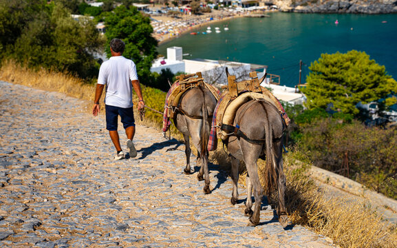 Man with donkeys descends from the Acropolis of Lindos.