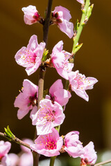 Fiori di pesca in primavera