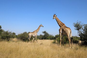 Giraffe / Giraffe / Giraffa camelopardalis