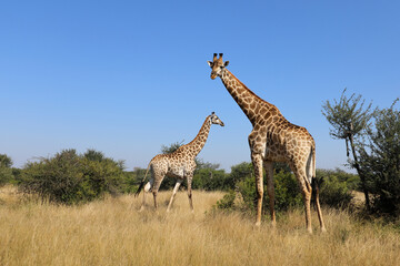 Giraffe / Giraffe / Giraffa camelopardalis