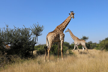 Giraffe / Giraffe / Giraffa camelopardalis
