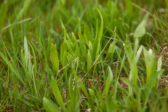 Spitzwegerich (Plantago lanceolata) Pflanze uf der Wiese