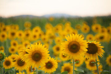 Obraz premium Girassol Sunflower