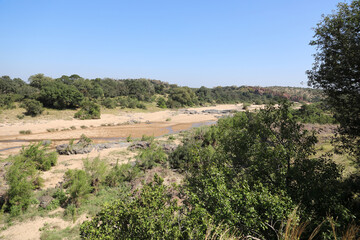 Fototapeta na wymiar Afrikanischer Busch - Krügerpark - Timbavati River / African Bush - Kruger Park - Timbavati River /