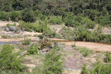 Afrikanischer Busch - Krügerpark - Timbavati River / African Bush - Kruger Park - Timbavati River /