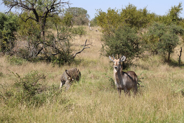 Wasserbock und Steppenzebra / Waterbuck and Burchell's zebra / Kobus ellipsiprymnus et Equus quagga...