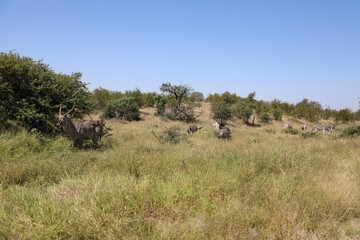 Wasserbock und Steppenzebra / Waterbuck and Burchell's zebra / Kobus ellipsiprymnus et Equus quagga...