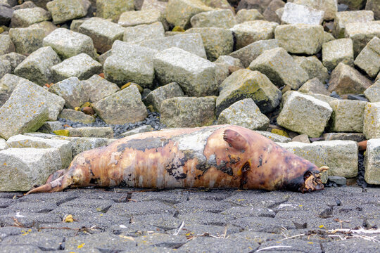 The seals dead on sea shore, Animal carcasses on cement concrete (wave breaker) The earless phocids or true seals are one of the three main groups of mammals, Pinnipedia, Dutch north sea, Netherlands.