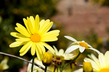 yellow flower illuminated by the strong midday sun