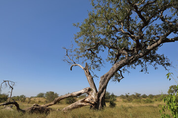 Krüger Park - Afrikanischer Busch - Baumstamm / Kruger Park - African bush - Tree-trunk /
