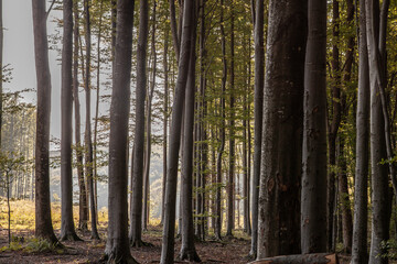 Panorama of tree trunks in a forest by croatian logging camp a lumber site in Papuk natural park...