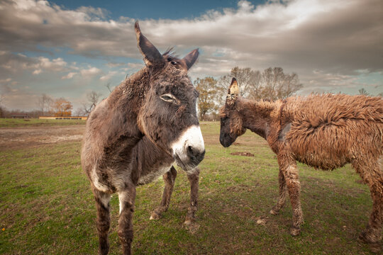 Selective blur on a donkey, with a skeptical glance, looking at a camera, in Zasavica, Serbia. Equus Asinus, or domestic donkey, is a cattle farm animal.