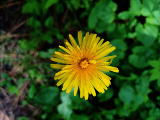 Dandelion
