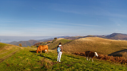 A tourist girl stands near two brown color cows graze on green grass in mountain meadow on sunny day in Carpathian Mountains, Paltinis, Romania. Agritourism concept