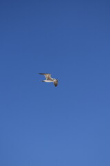 Seagull flying through the blue sky