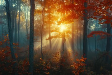 beauty of a misty autumn morning in a dense forest