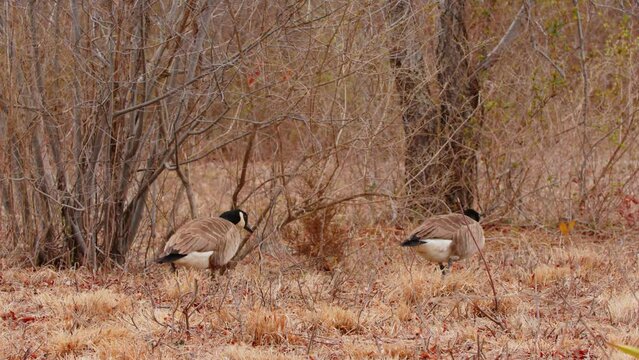 Canada geese basking in warm fall autumn weather and refusing to migrate as they walk among the fallen leaves from the trees near Toronto Canada.