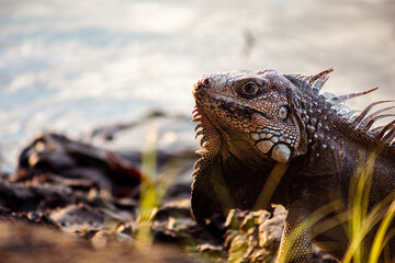 Colombian iguana of the Sinu River