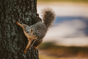 Squirrel on Side of Tree