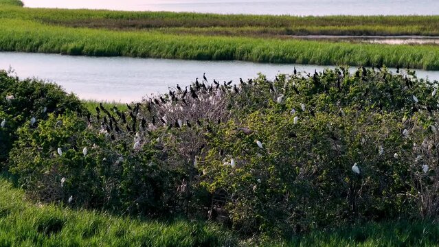 drone panorama of a tree with many birds in the marano's laggon