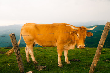 portrait of a red cow at sunset in the Pyrenees mountains