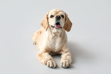 Cute Cocker Spaniel on grey background