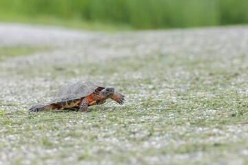 Wood Turtle,  Glyptemys insculpta, Species of Greatest Conservation Need in Vermont, leaving nest digging in roadside sand