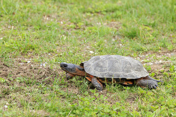 Wood Turtle,  Glyptemys insculpta, walking, Species of Greatest Conservation Need in Vermont