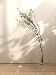 木漏れ日とユキヤナギ