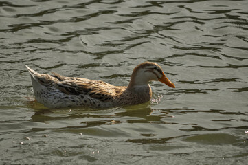 Patos en zoologico sobre el agua 