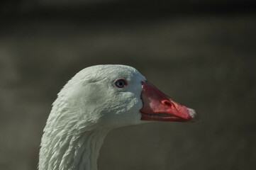 Patos en zoologico sobre el agua 