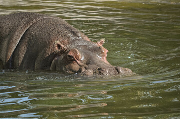 Hipopótamo dentro de estanque en cautiverio con mirada tranquila y triste