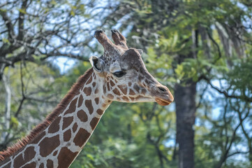 Jirafa en cautiverio con mirada entre tranquila y triste