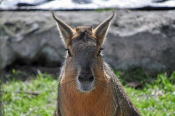 Mara mirando fijo a la camara sobre cesped verde 