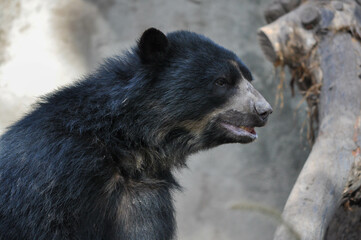Oso negro con la boca entreabierta con mirada hacia la derecha