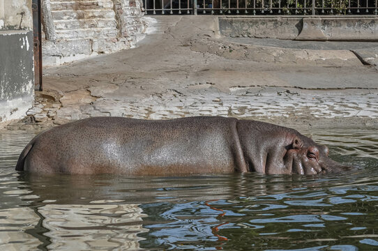 Hipopótamo dentro de estanque en cautiverio con mirada tranquila y triste