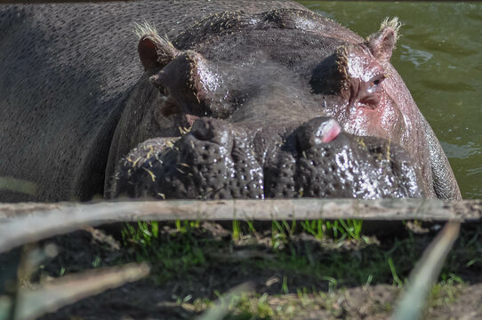 Hipopotamo tomado de cerca con mirada desafiante