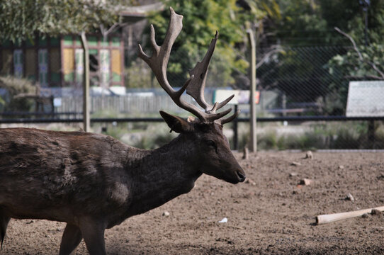 Ciervo en cautiverio con gran cornamenta