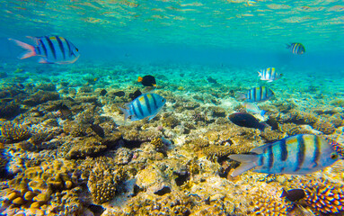 Fototapeta na wymiar coral with fish for the background in Sharm El Sheikh