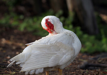 White muscovy duck bird preening its feathers