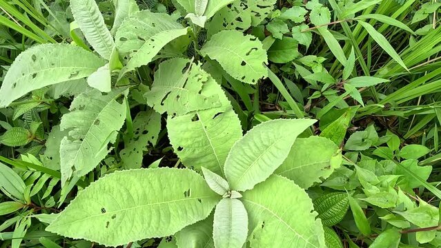 Blumea balsamifera (Sembung). This plants are commonly used to treat colds, rheumatism, bloating, diarrhea, bone aches, diuretics, infections, respiratory infections and stomach aches.