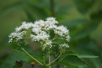 Eupatorium perfoliatum (boneset, boneset, agueweed, feverwort, sweating plant). This plant applied extracts for fever and common colds