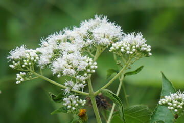 Eupatorium perfoliatum (boneset, boneset, agueweed, feverwort, sweating plant). This plant applied extracts for fever and common colds