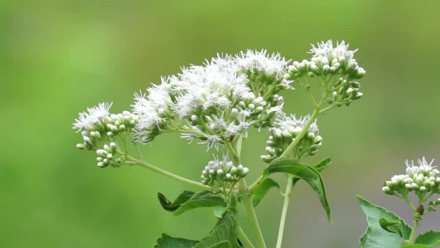 Eupatorium perfoliatum (boneset, boneset, agueweed, feverwort, sweating plant). This plant applied extracts for fever and common colds
